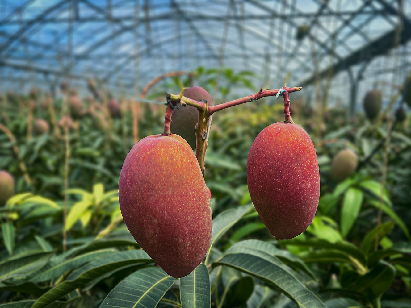 智美【20kg】沖縄県産　青マンゴー　グリーンマンゴー Amazon.co.jp: MDSTORE 沖縄青切りマンゴー 摘果マンゴー Green